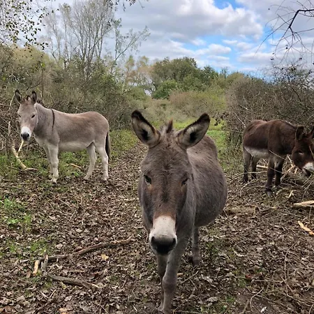 Duinpaviljoen Dom wakacyjny *